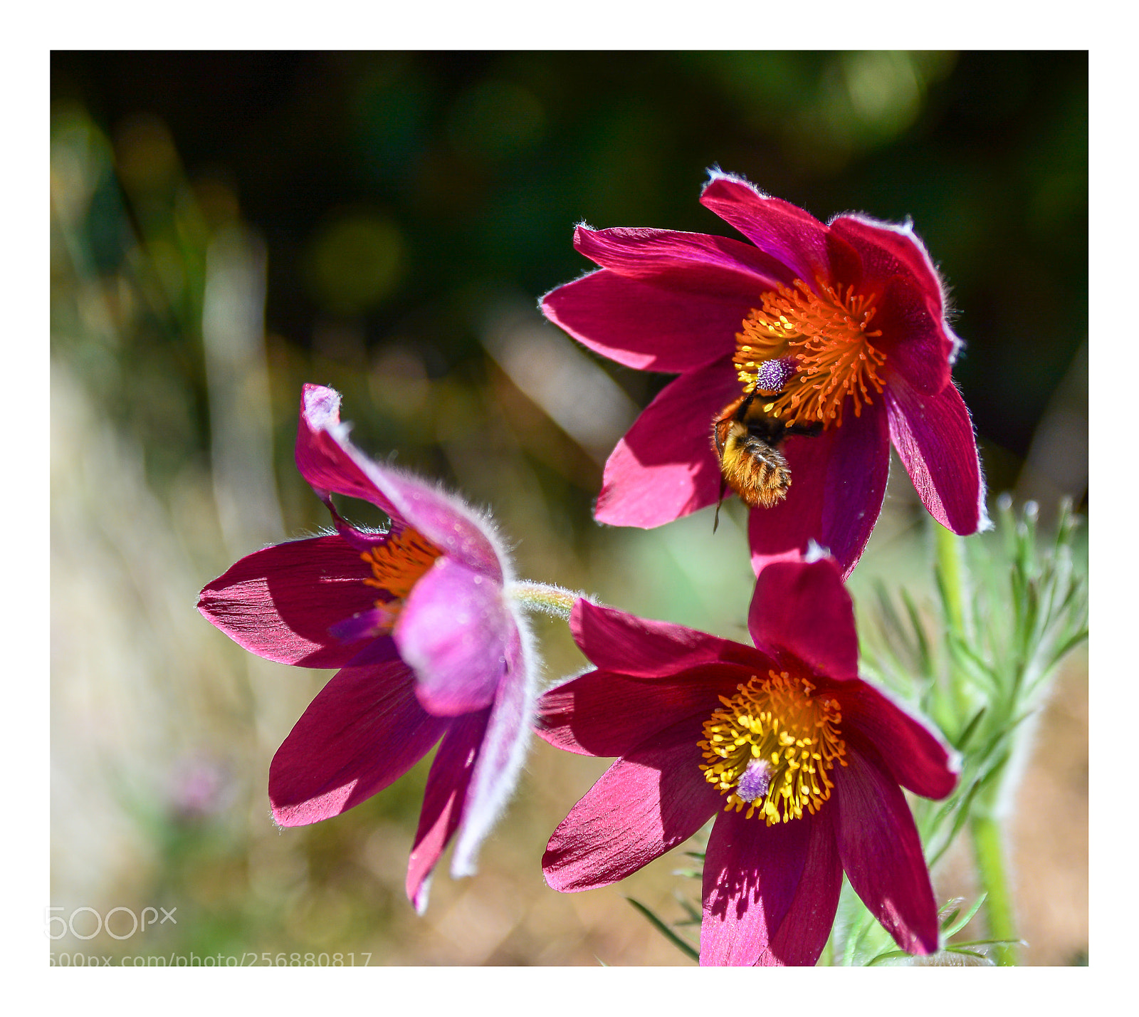 Nikon D7100 sample photo. Flower photography
