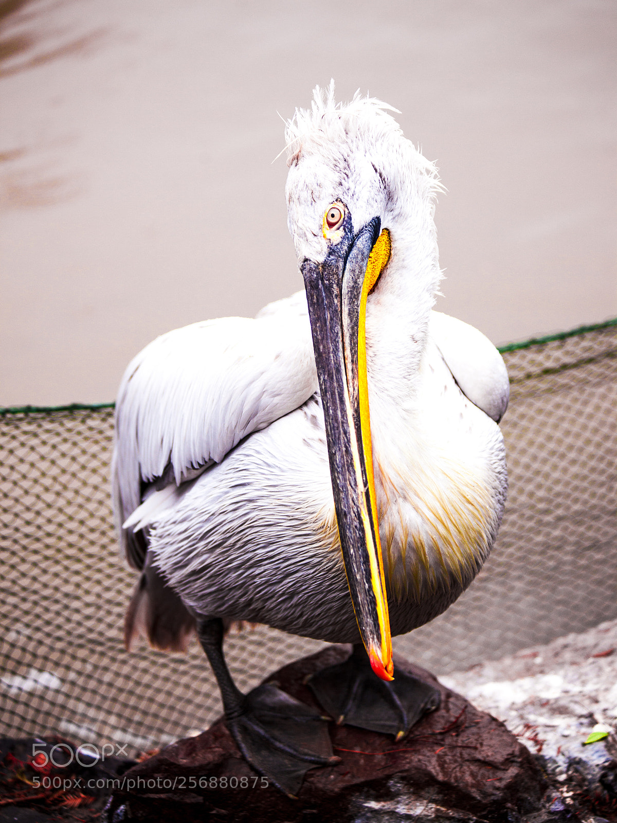 Canon EOS 5D Mark II sample photo. Pelican close-up on the photography