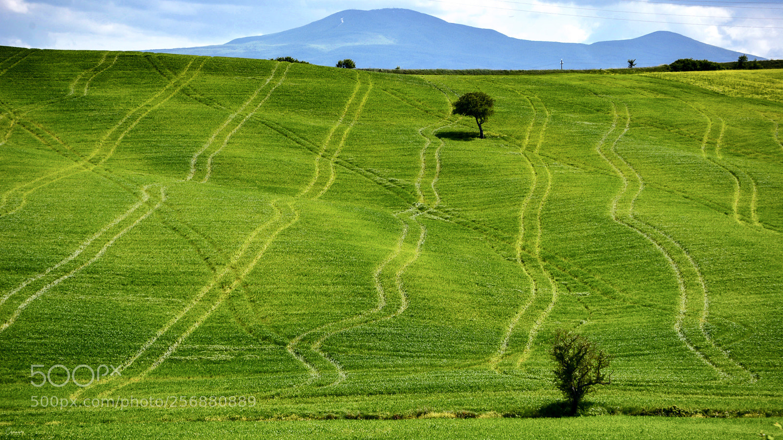 Nikon D7100 sample photo. Tuscan lines photography