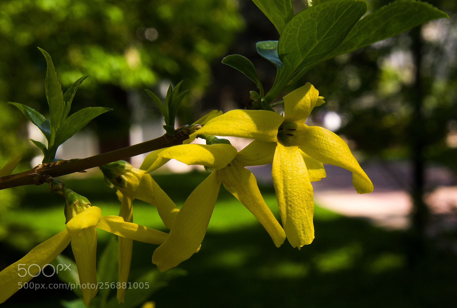 Nikon D7000 sample photo. Звёздочки. asterisks. photography