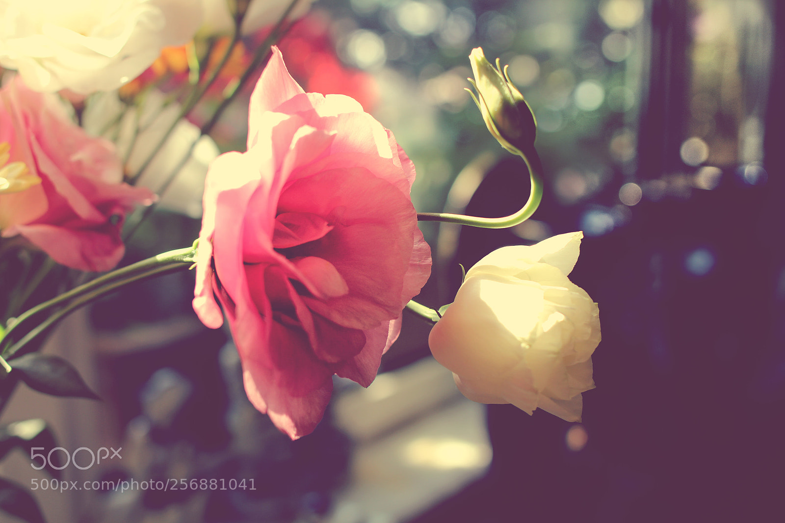 Canon EOS 700D (EOS Rebel T5i / EOS Kiss X7i) sample photo. Flowers photography
