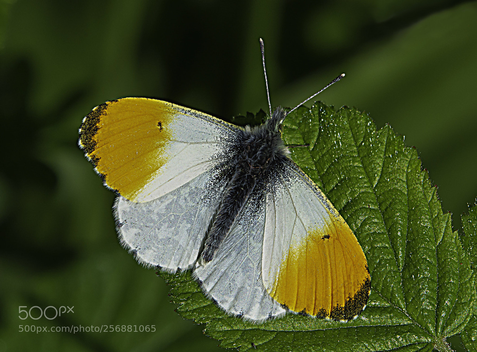 Nikon D7100 sample photo. Orange tip butterfly photography