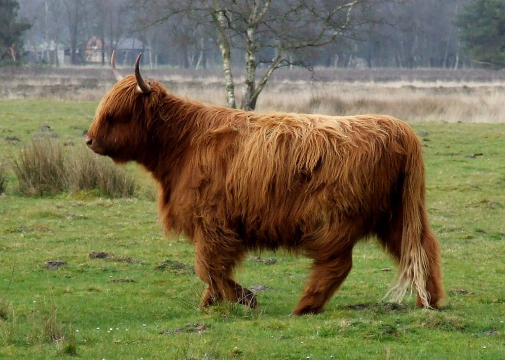 Fujifilm FinePix S5600 sample photo. Highland cow feeling free in nature.  photography