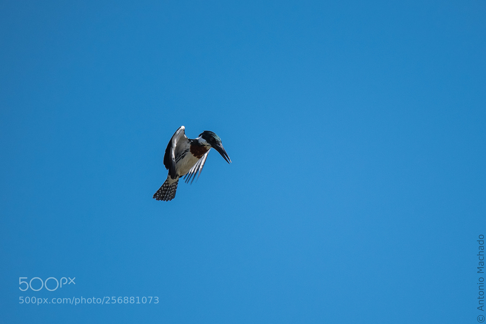 Nikon D750 sample photo. Amazon kingfisher! photography