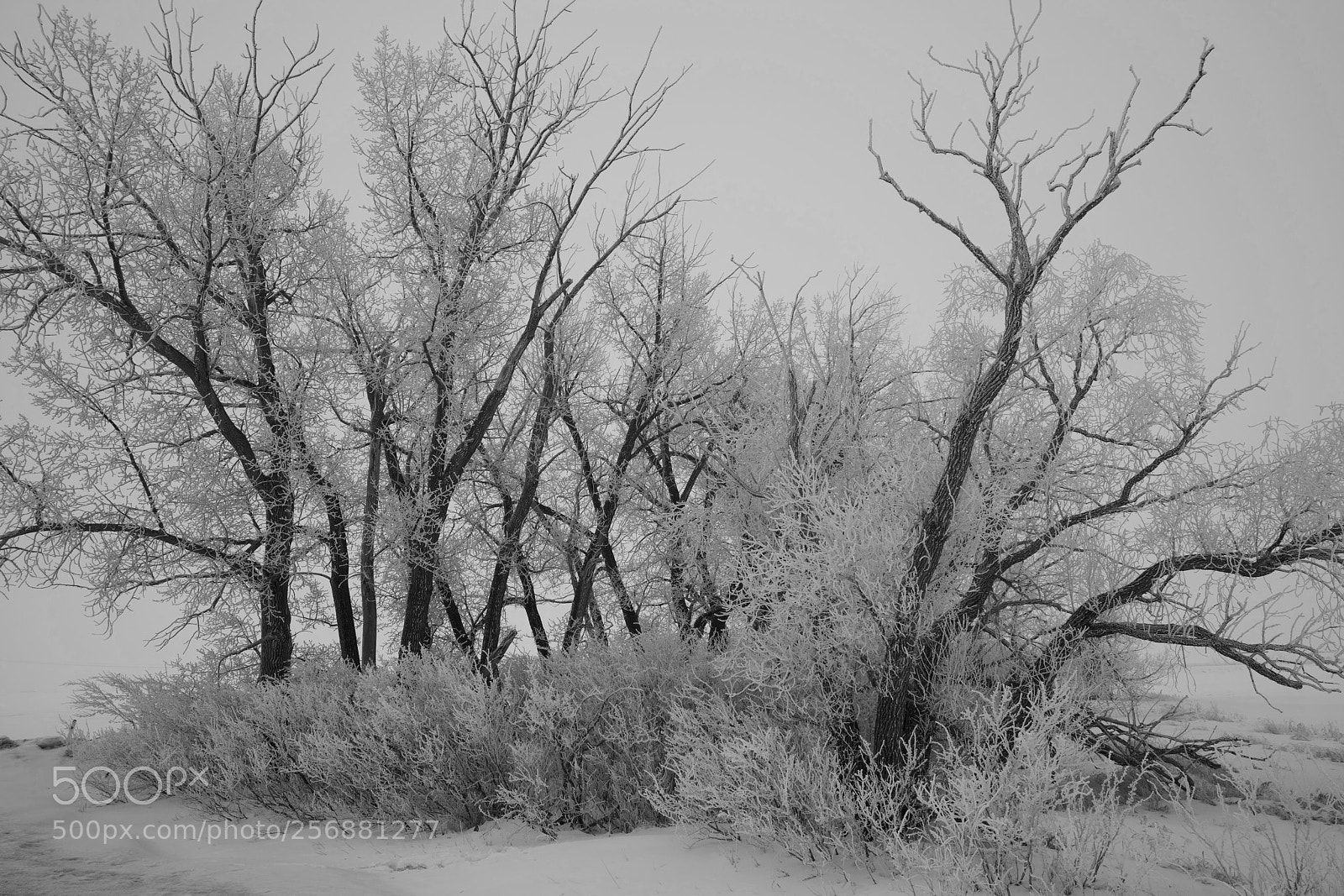 Sony a7R II sample photo. Winterland b&w photography