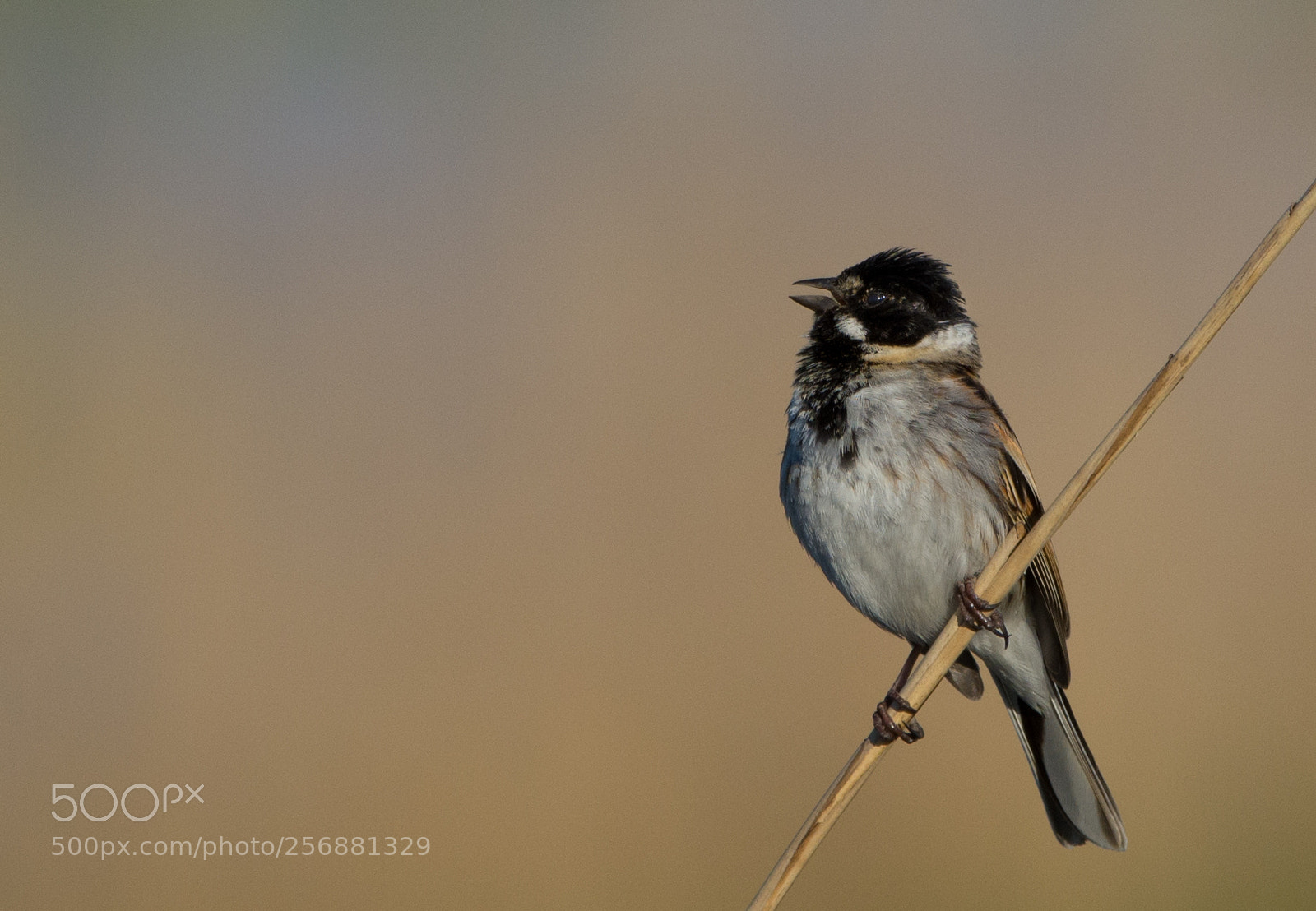 Nikon D7100 sample photo. Karaoke bird photography