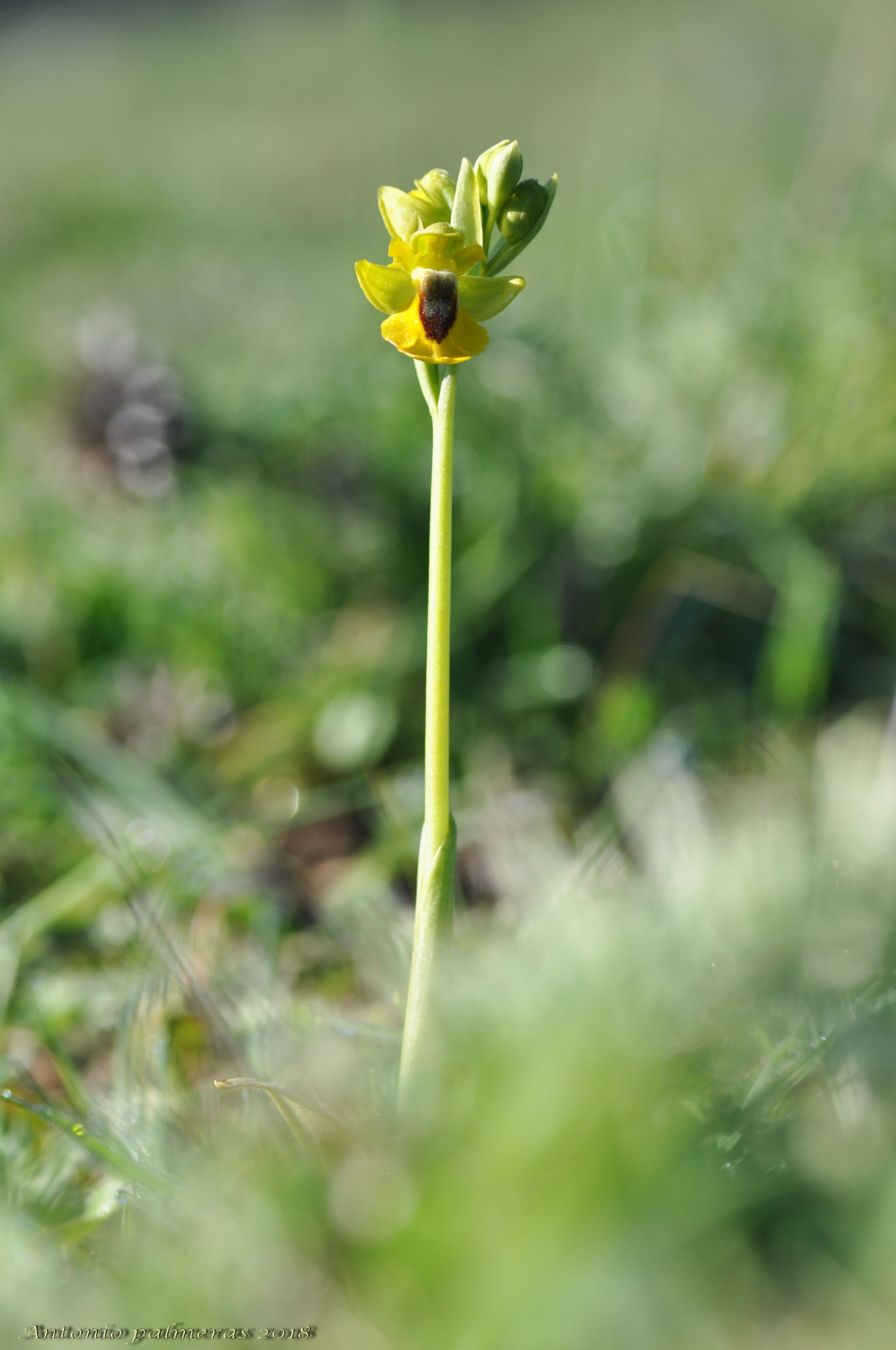 Nikon D90 + Tamron SP 90mm F2.8 Di VC USD 1:1 Macro sample photo. Ophrys lutea photography