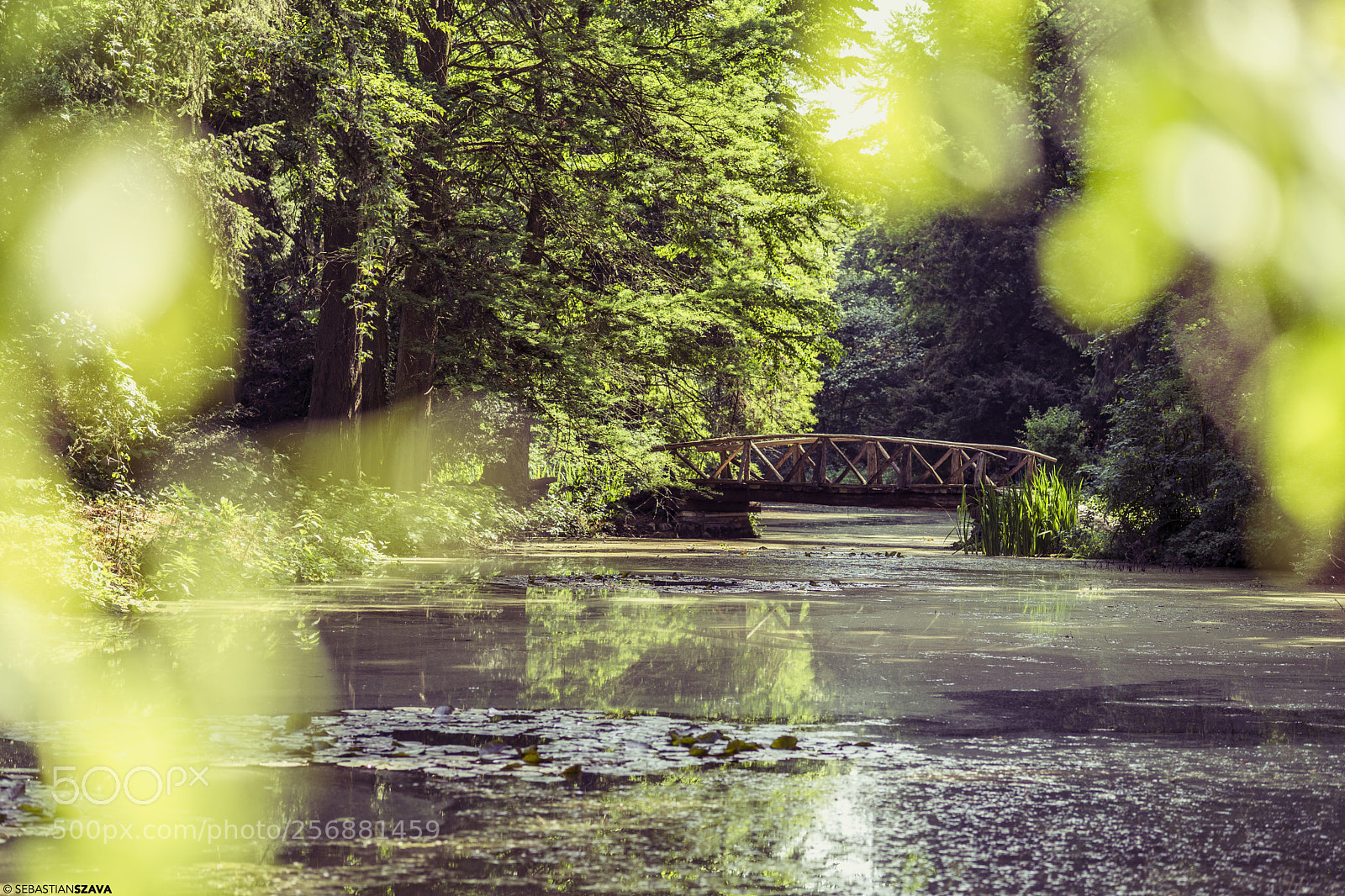 Sony a6000 sample photo. Bridge in the wild photography