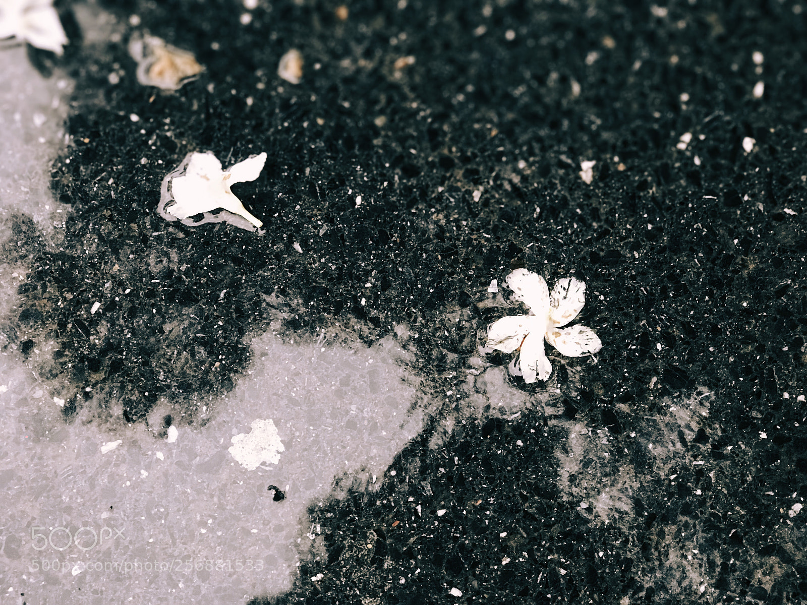 Apple iPhone 7 Plus sample photo. Untitled photography