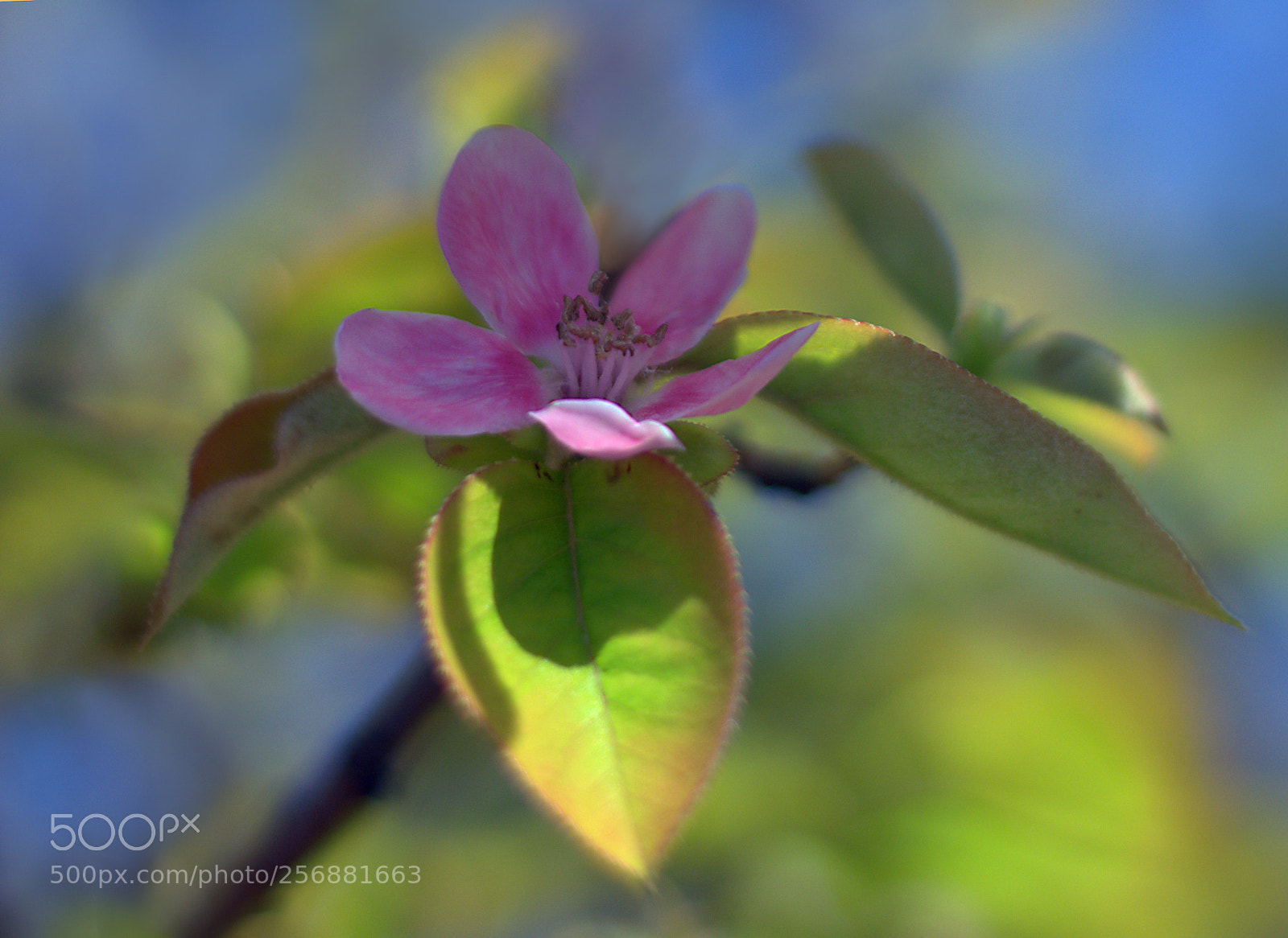 Nikon D7100 sample photo. Flower photography