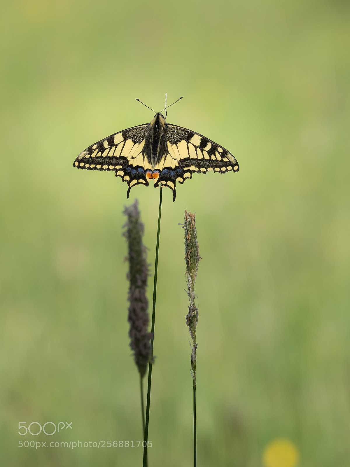 Olympus OM-D E-M1 sample photo. Dovetail / schwalbenschwanz photography