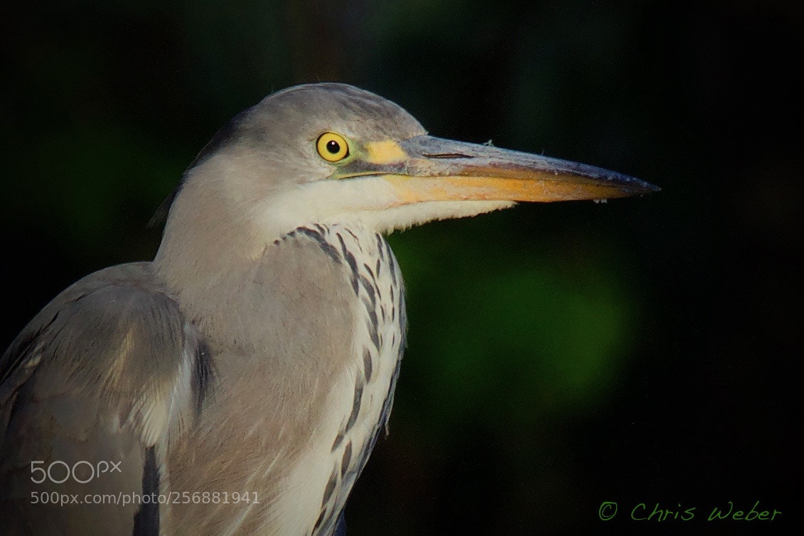 Canon EOS 5DS R sample photo. Ashy heron photography