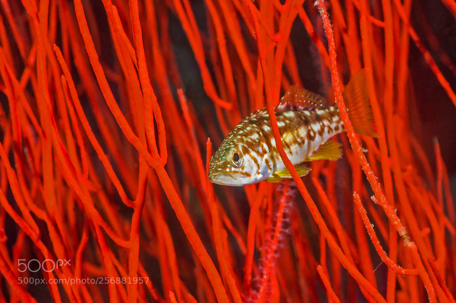 Canon EOS 650D (EOS Rebel T4i / EOS Kiss X6i) sample photo. Fish in red photography