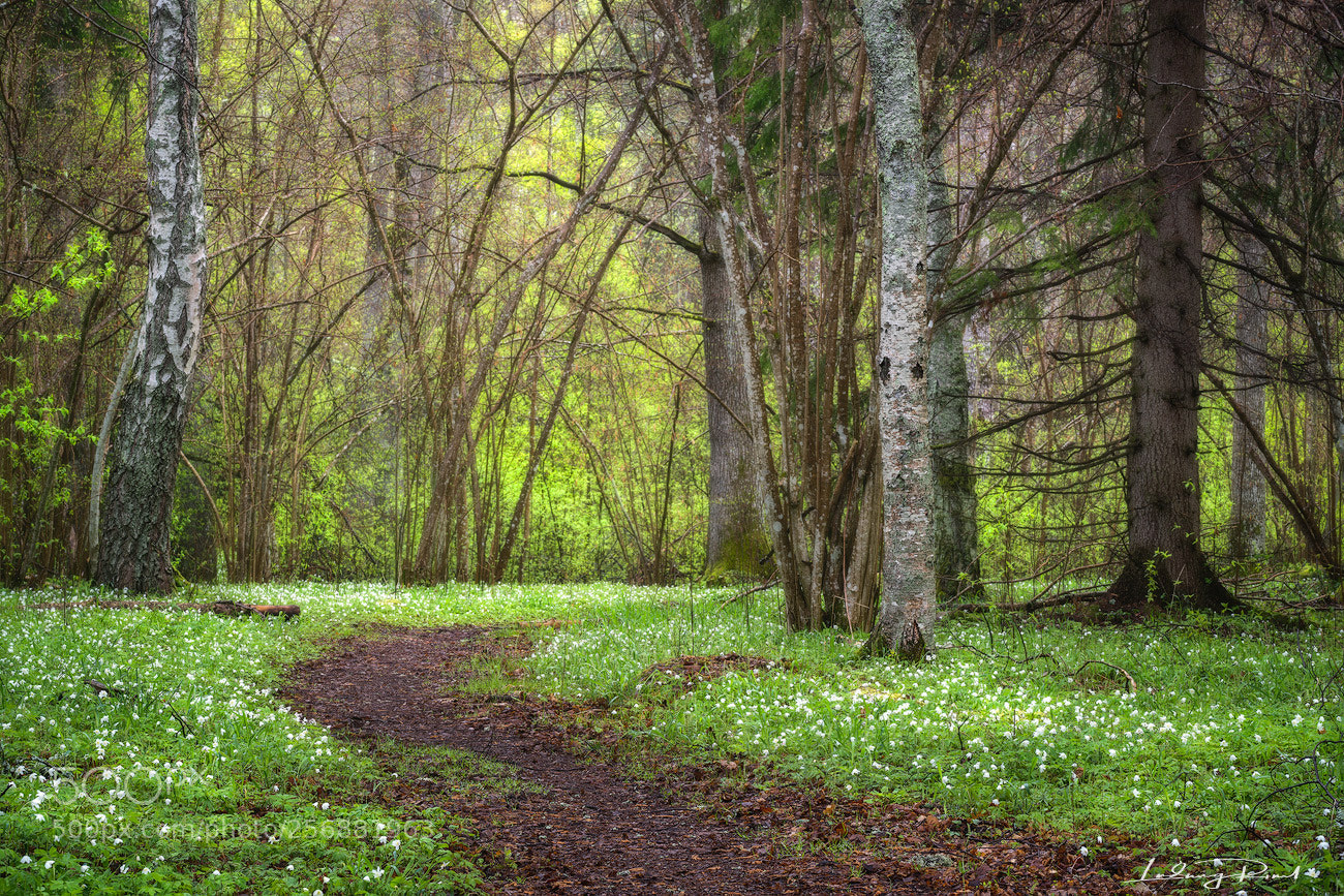 Sony a7R II sample photo. Spring photography