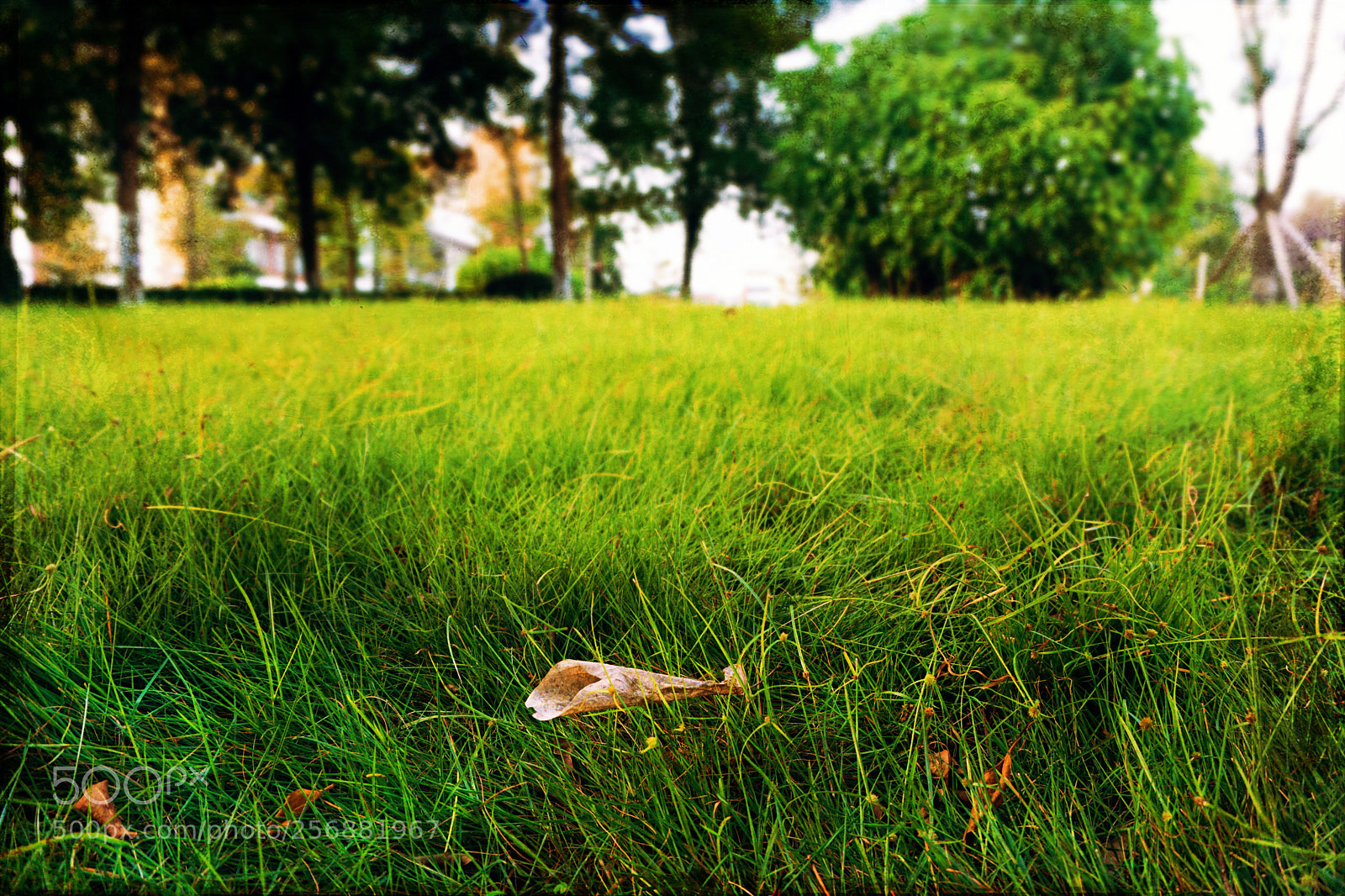 Sony a6000 sample photo. Grass photography