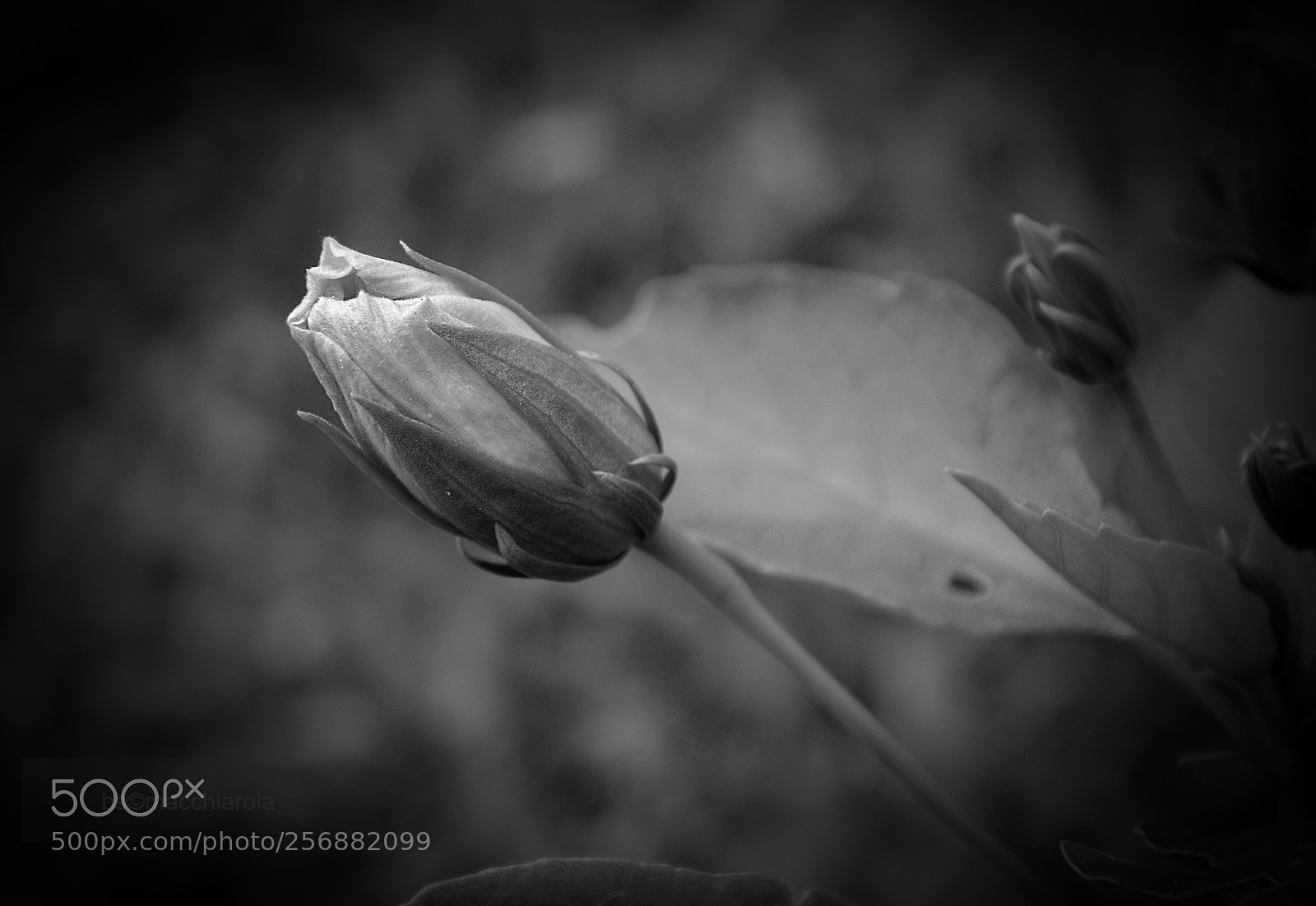 Nikon D7000 sample photo. Rosebud photography