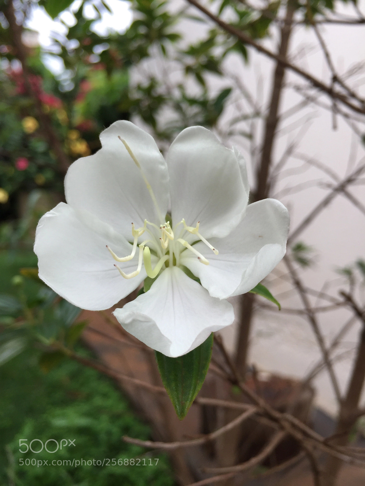 Apple iPhone 6 sample photo. Flor manacá da serra photography
