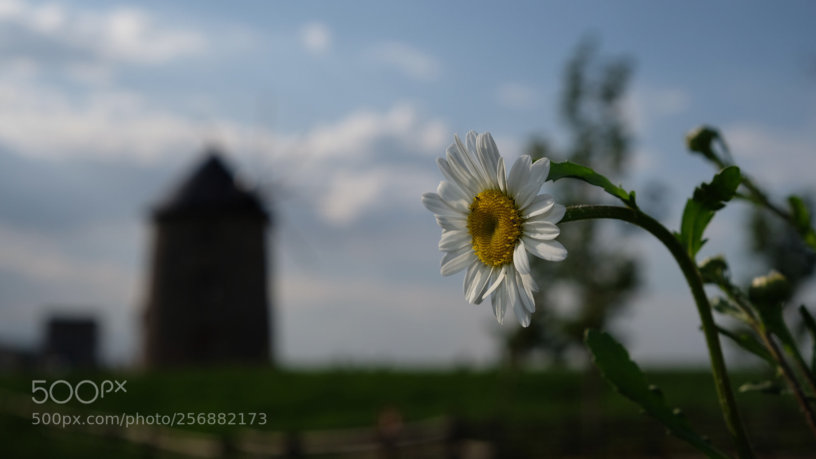 Fujifilm X-T2 sample photo. Daisy photography