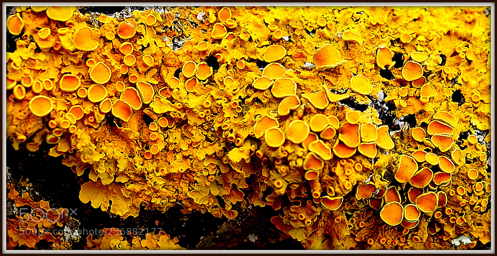 Sony Cyber-shot DSC-RX100 II sample photo. Beaujolais () france couleur photography