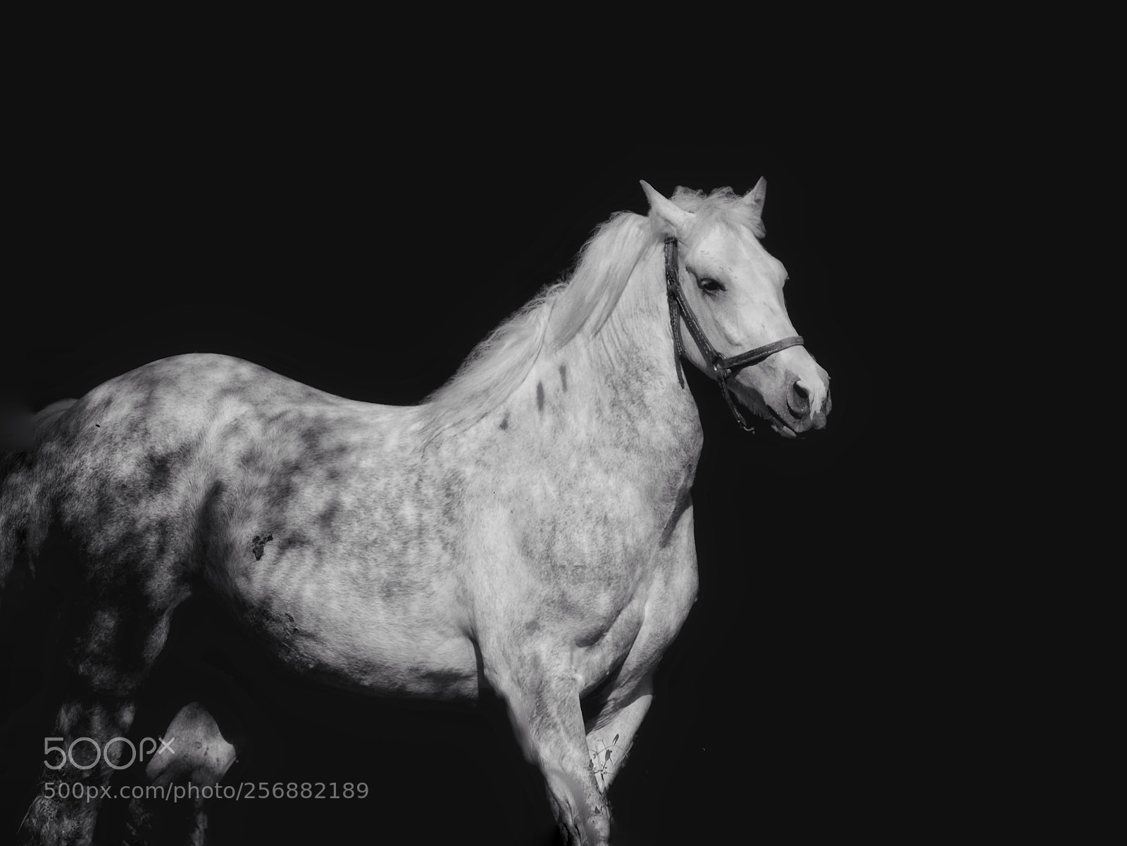 Panasonic Lumix DMC-GX7 sample photo. Horse photography