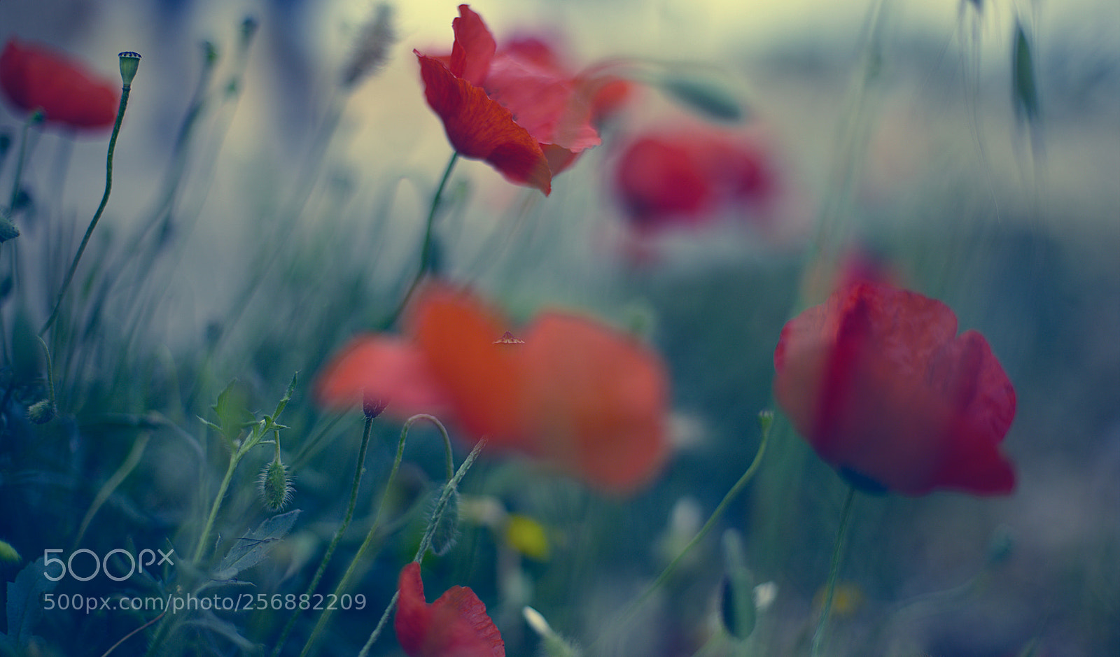 Canon EOS 6D + Canon EF 50mm F1.4 USM sample photo. Blowing in the wind... photography