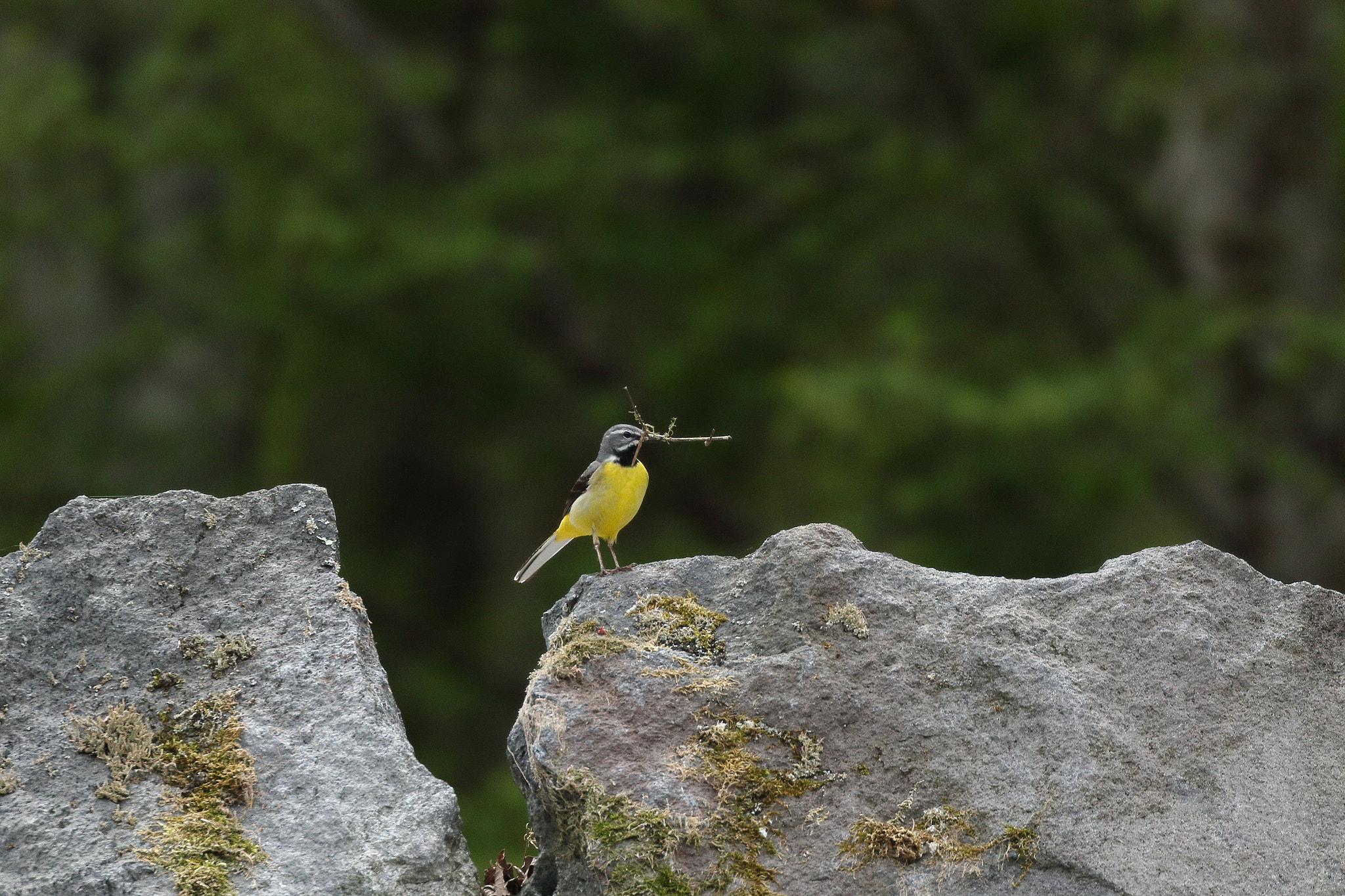 キセキレイ 巣材集め 7I2A0849