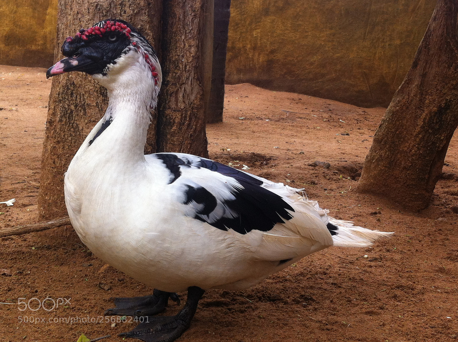 Apple iPhone 4 sample photo. Goose photography