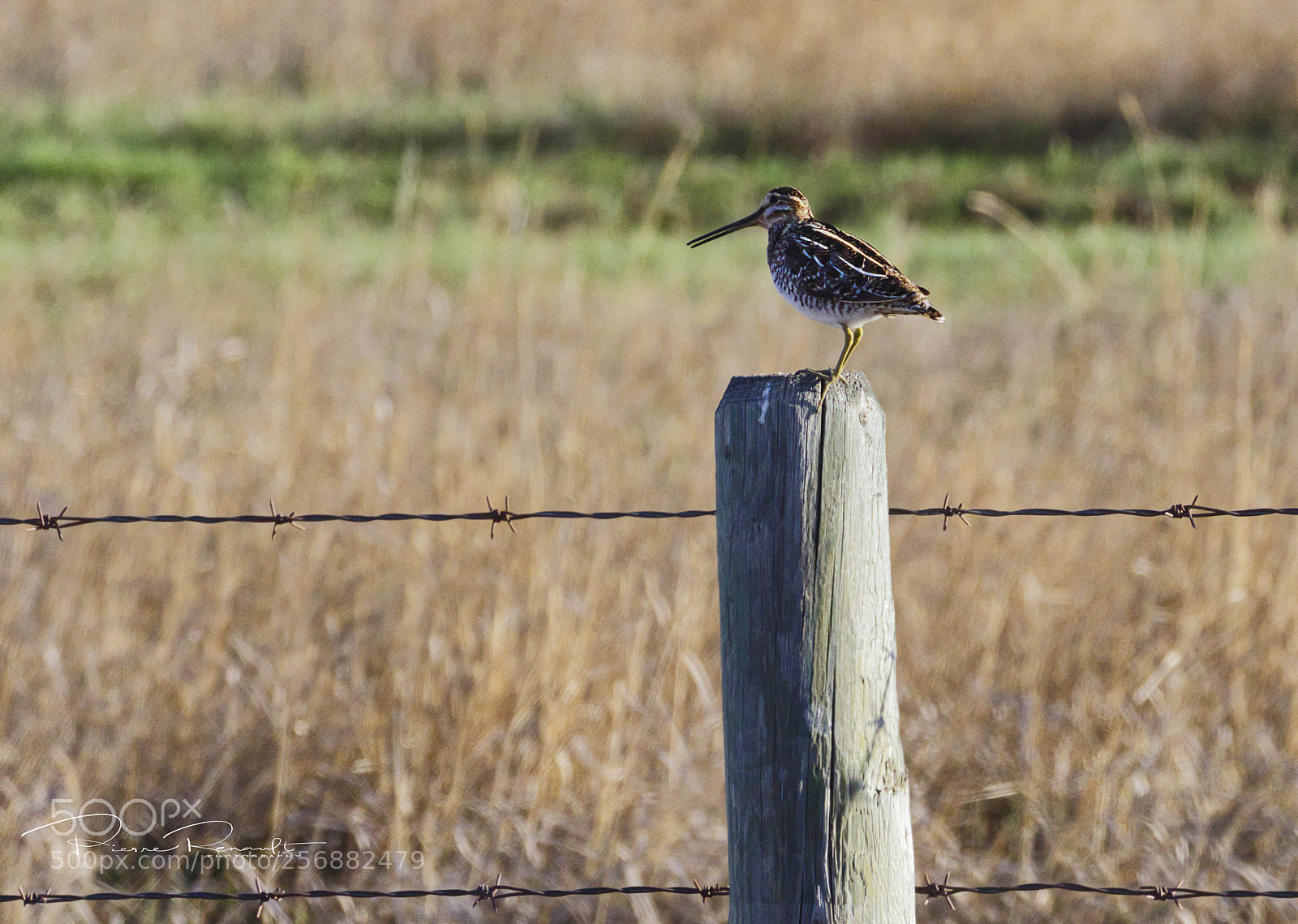 Panasonic Lumix DMC-GH4 sample photo. ?wilson's snipe copy photography