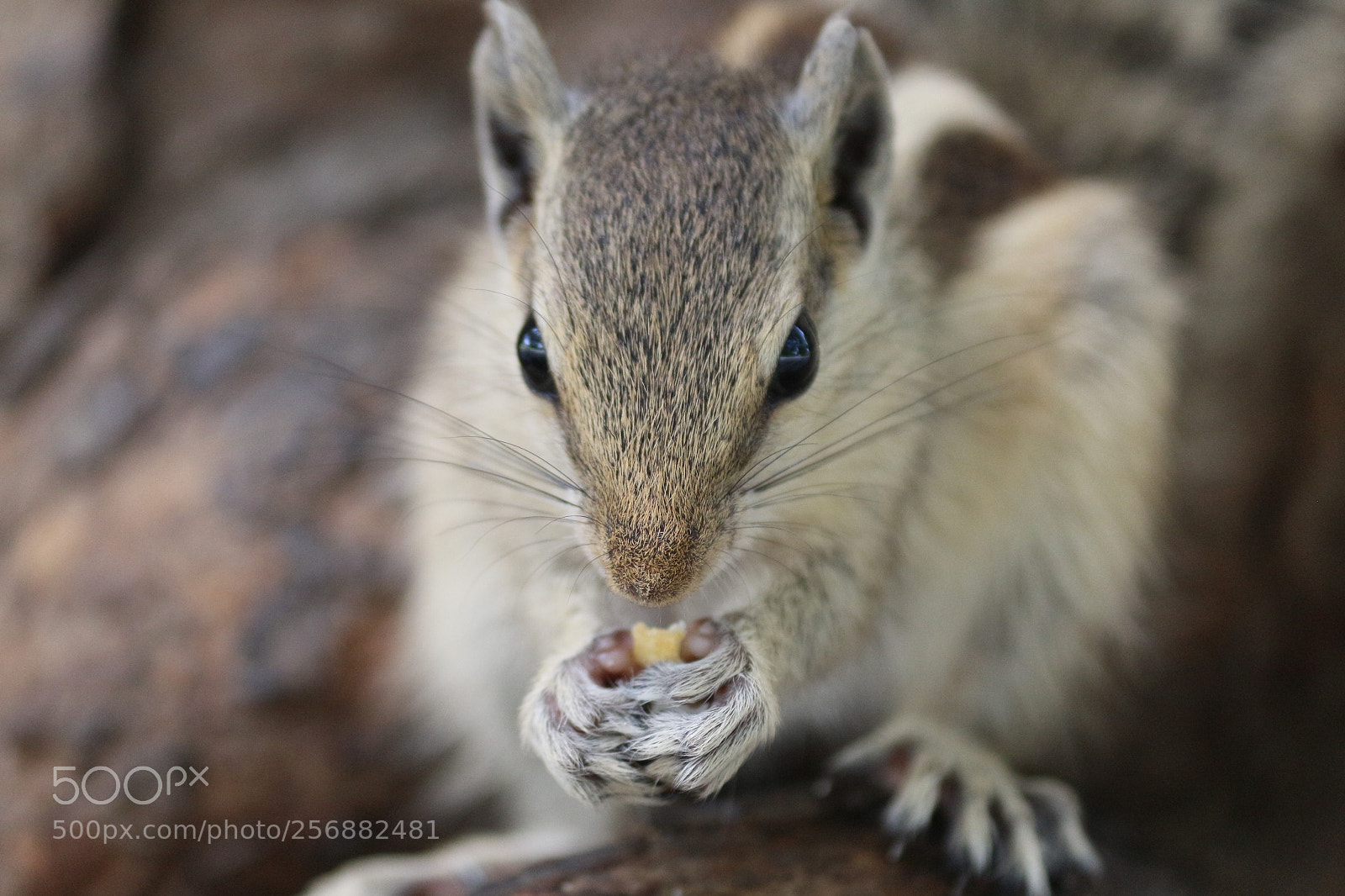 Canon EF-S 55-250mm F4-5.6 IS II sample photo. That chirping squirrel photography