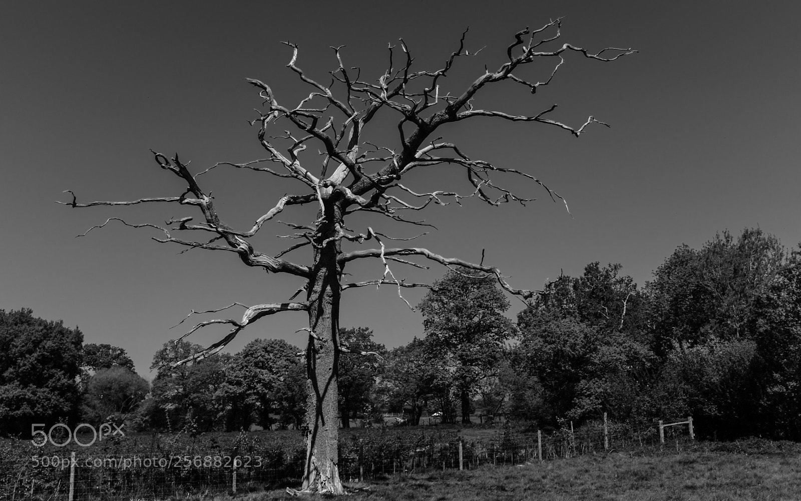 Fujifilm X100F sample photo. Death....in all her beauty photography