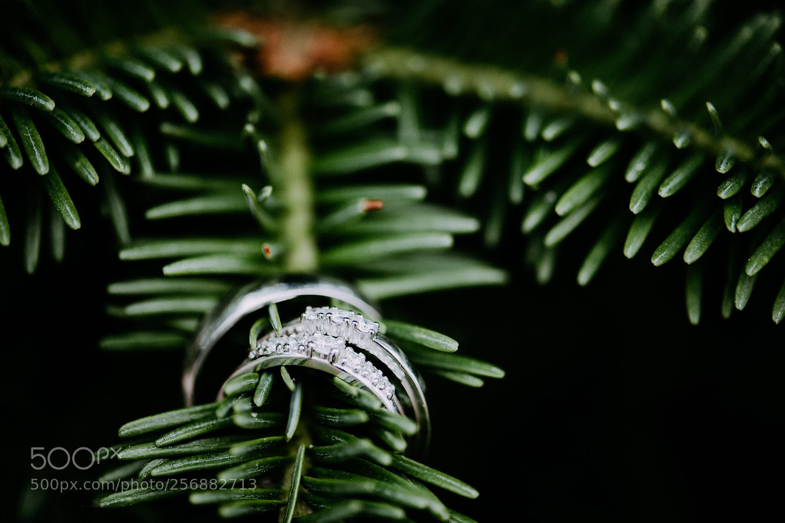 Nikon D4S sample photo. Wedding rings on a photography