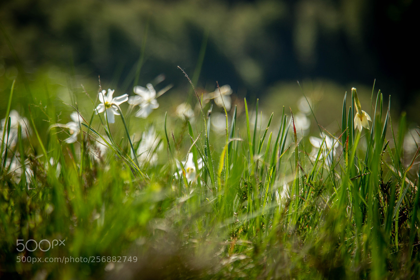 Canon EOS 6D sample photo. Daffodils dance photography