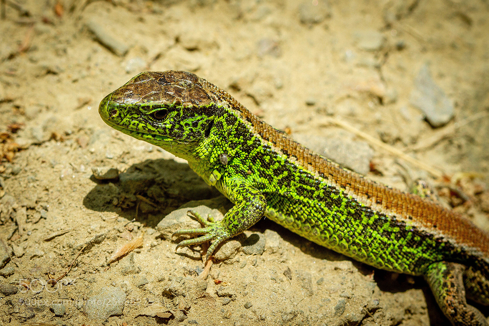 Canon EOS 7D sample photo. Little dragon photography