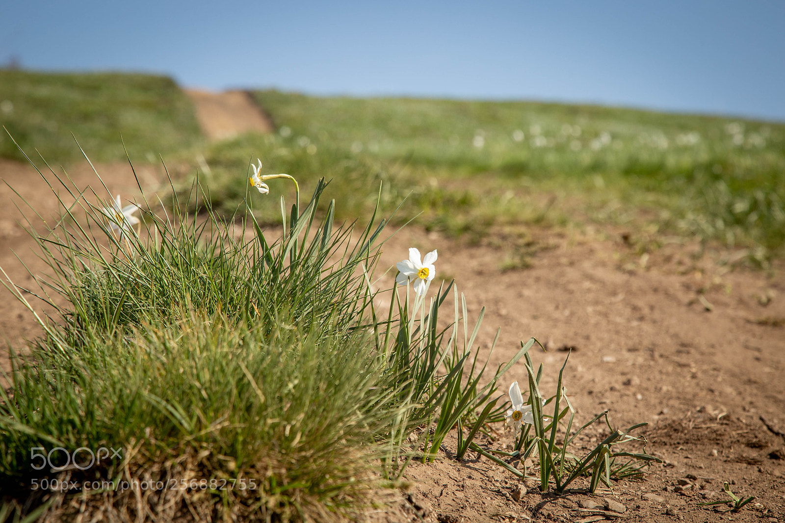 Canon EOS 6D sample photo. Pilgrim daffodils photography
