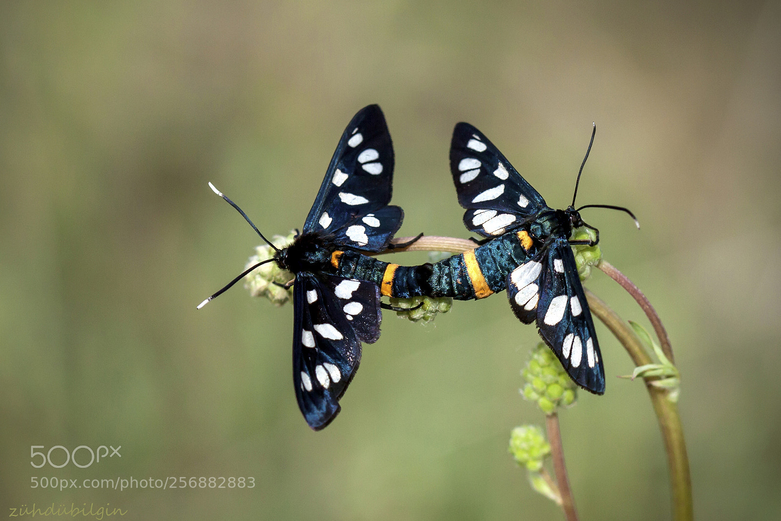 Canon EOS 5D Mark II sample photo. Couple butterfly photography