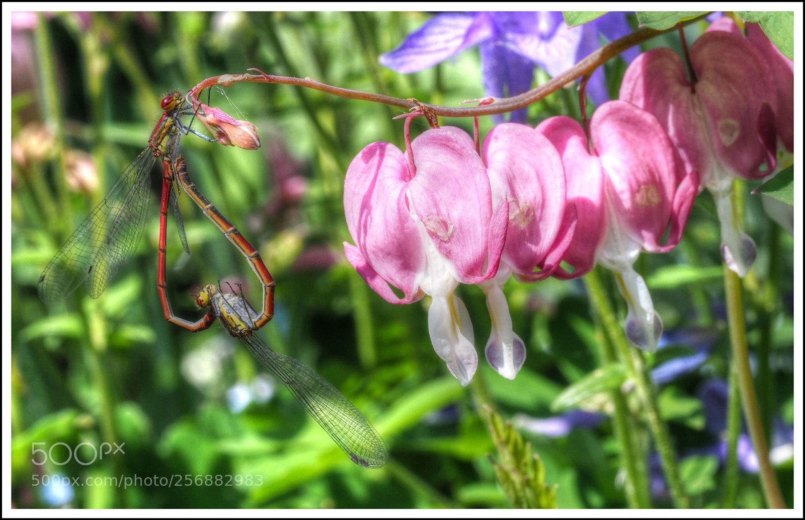 Olympus OM-D E-M1 Mark II sample photo. Liebe mit viel herz photography