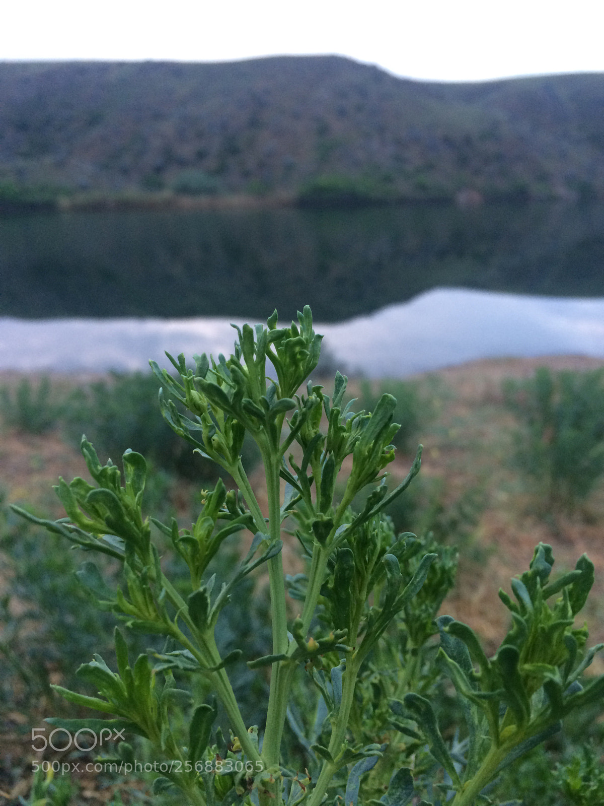 Apple iPhone 5s sample photo. Severim seni yeşil ;) photography