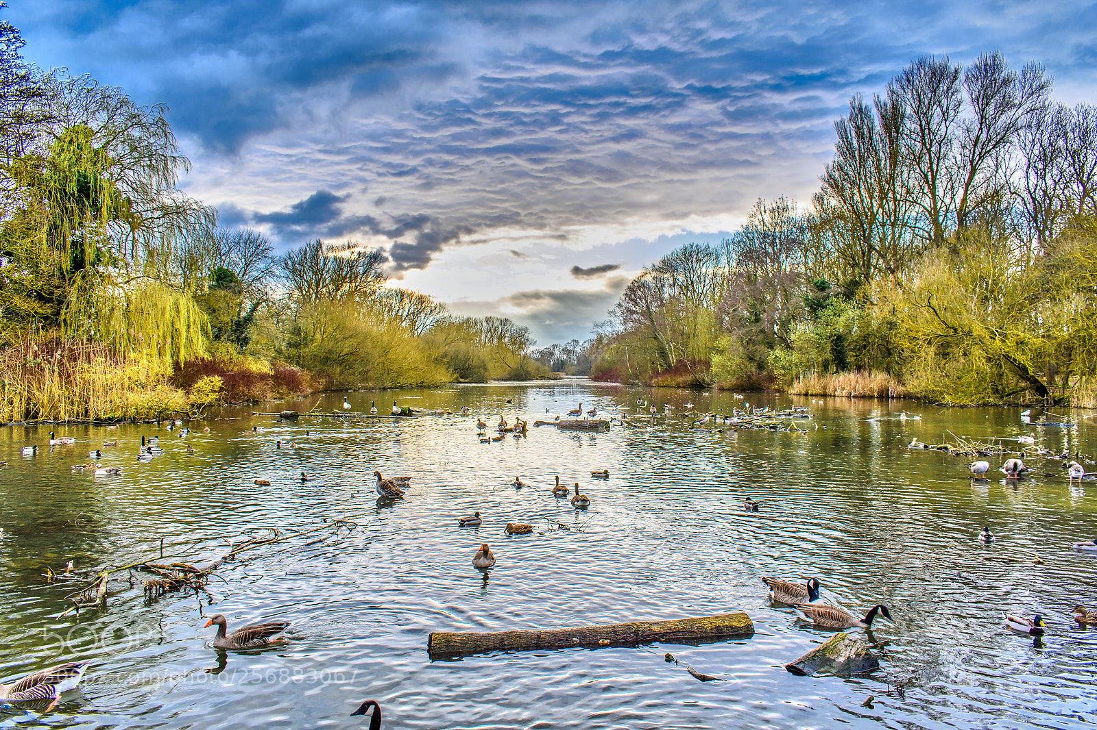 Nikon D7200 sample photo. Waterfowl at coombe abbey photography