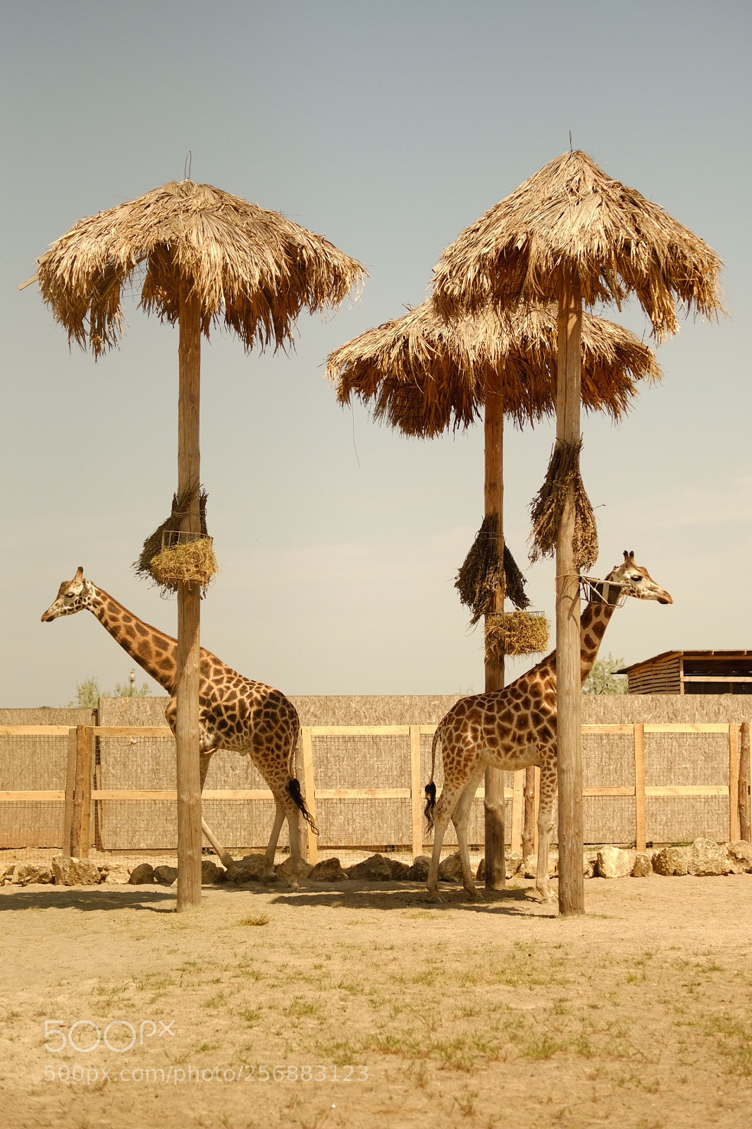 Fujifilm X-E3 sample photo. Giraffe  photography