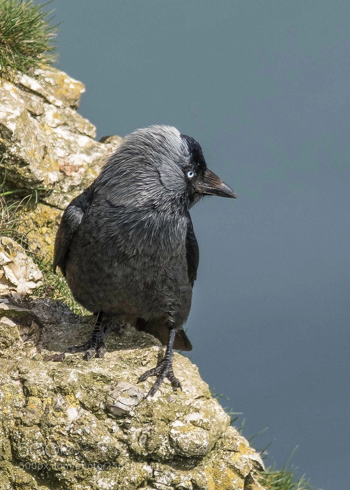 Nikon D500 sample photo. Jackdaw photography