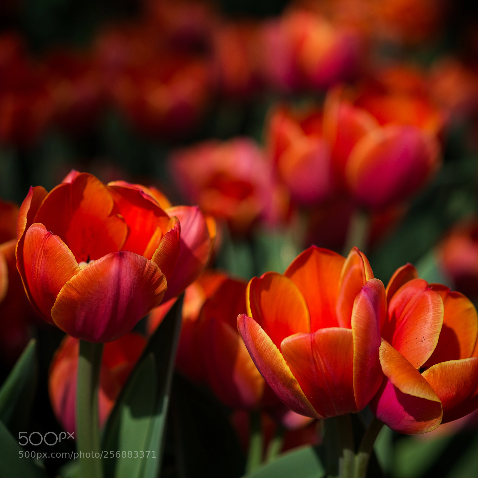 Nikon D600 sample photo. Tulips photography