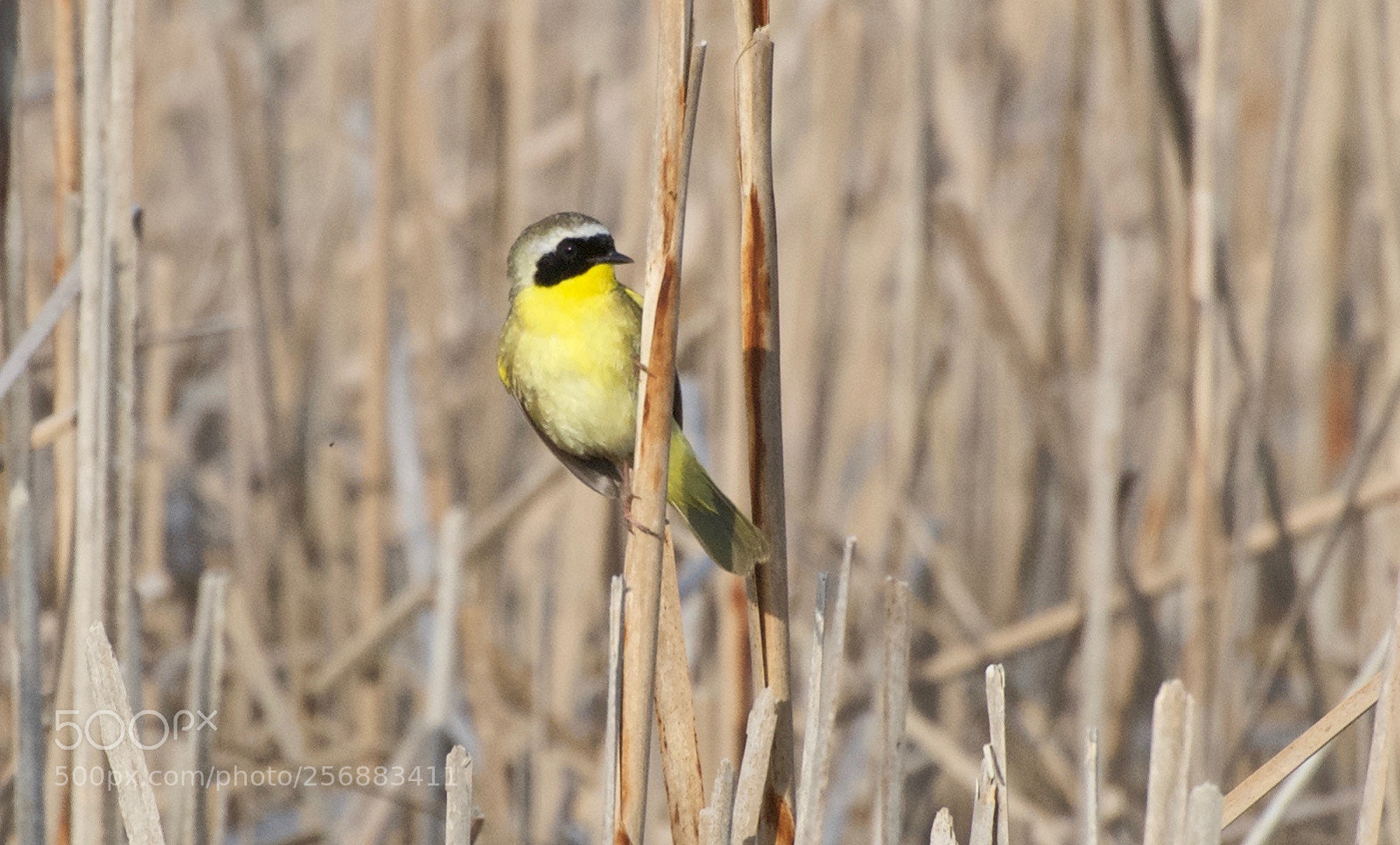 Nikon D80 sample photo. Common yellowthroat photography