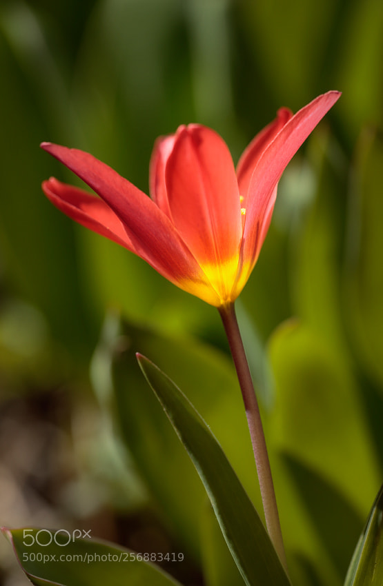 Canon EOS 6D sample photo. Y photography