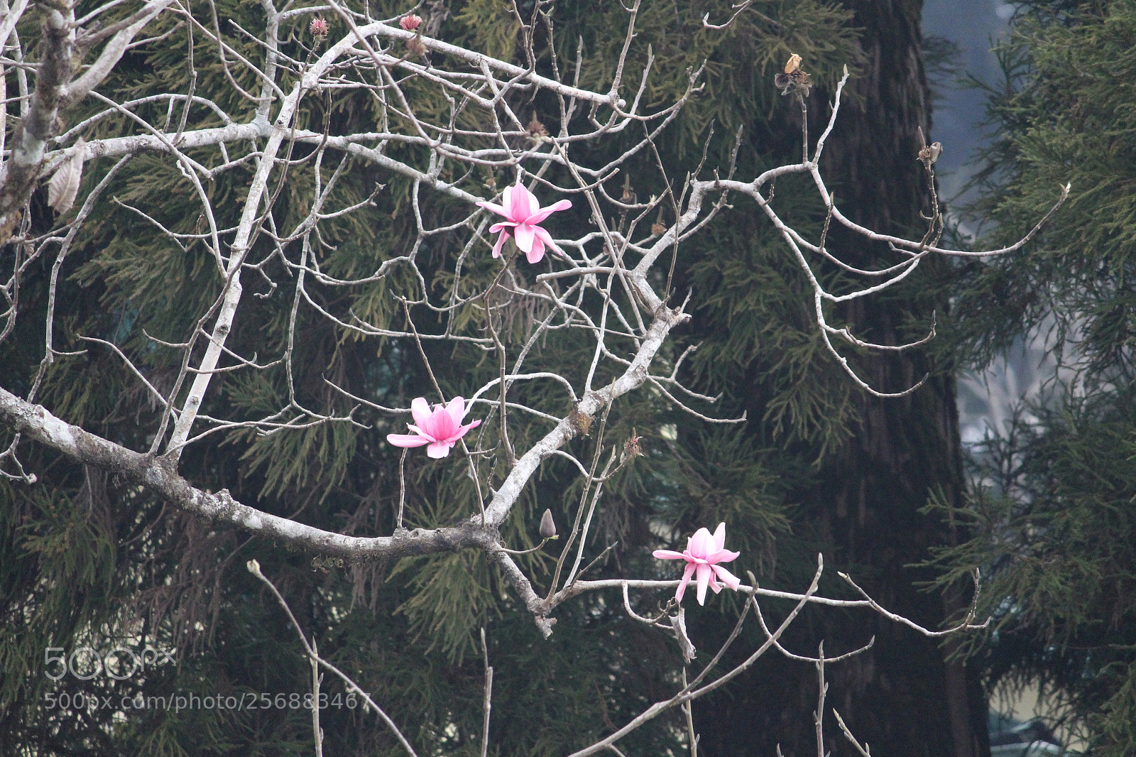Canon EF-S 55-250mm F4-5.6 IS II sample photo. Img photography