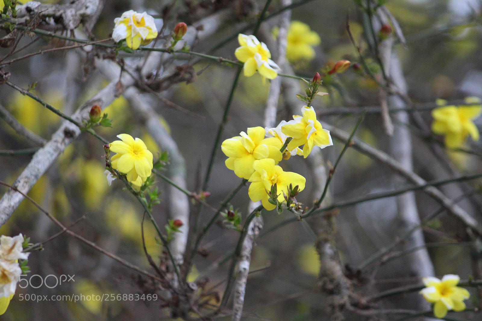 Canon EF-S 55-250mm F4-5.6 IS II sample photo. Img photography