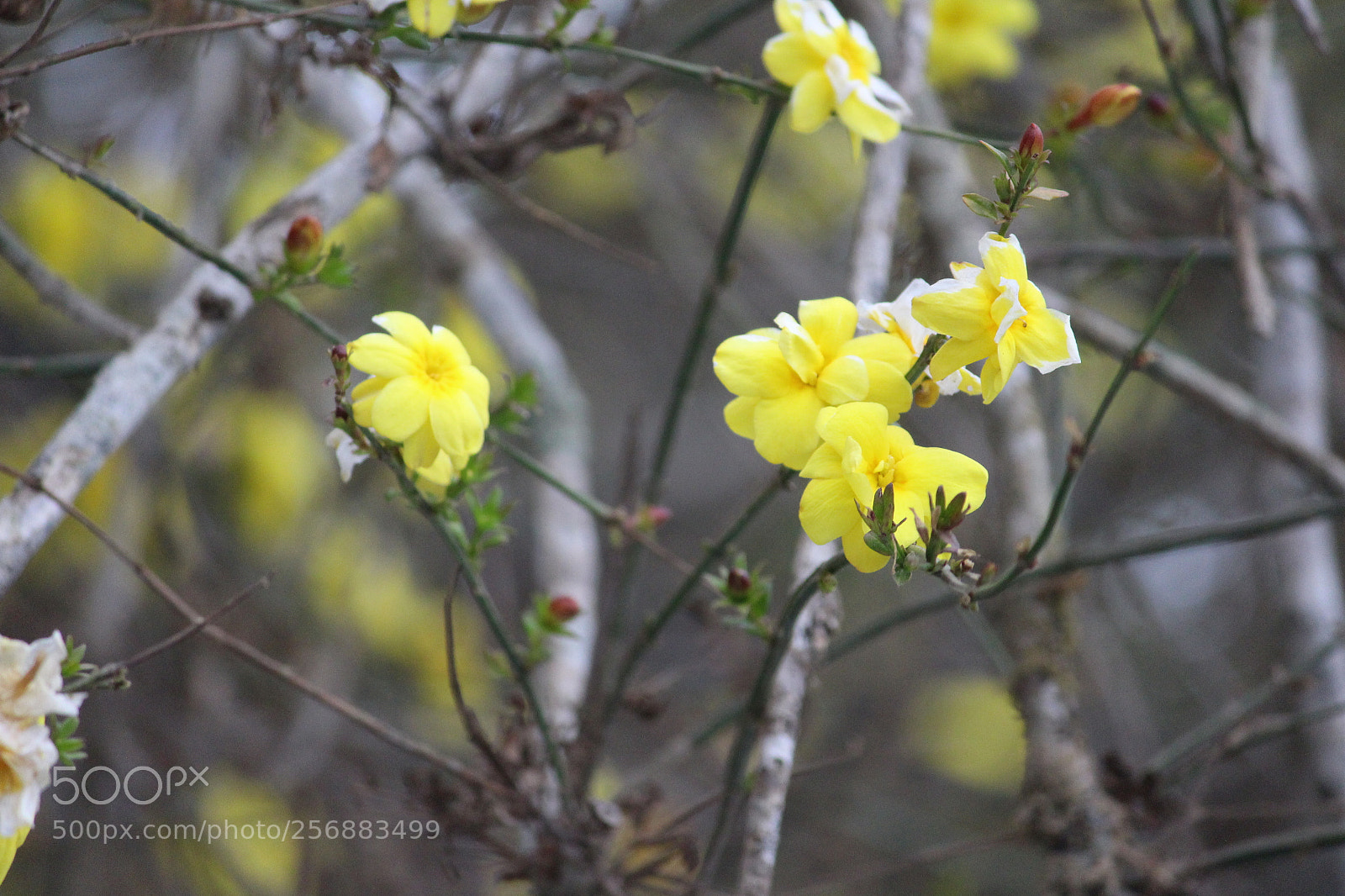 Canon EF-S 55-250mm F4-5.6 IS II sample photo. Img photography