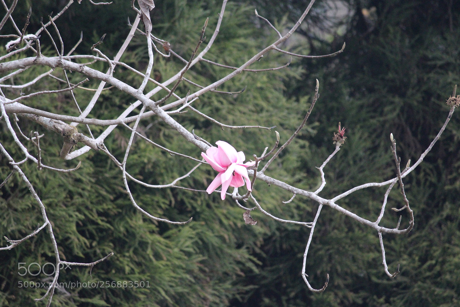 Canon EF-S 55-250mm F4-5.6 IS II sample photo. Img photography