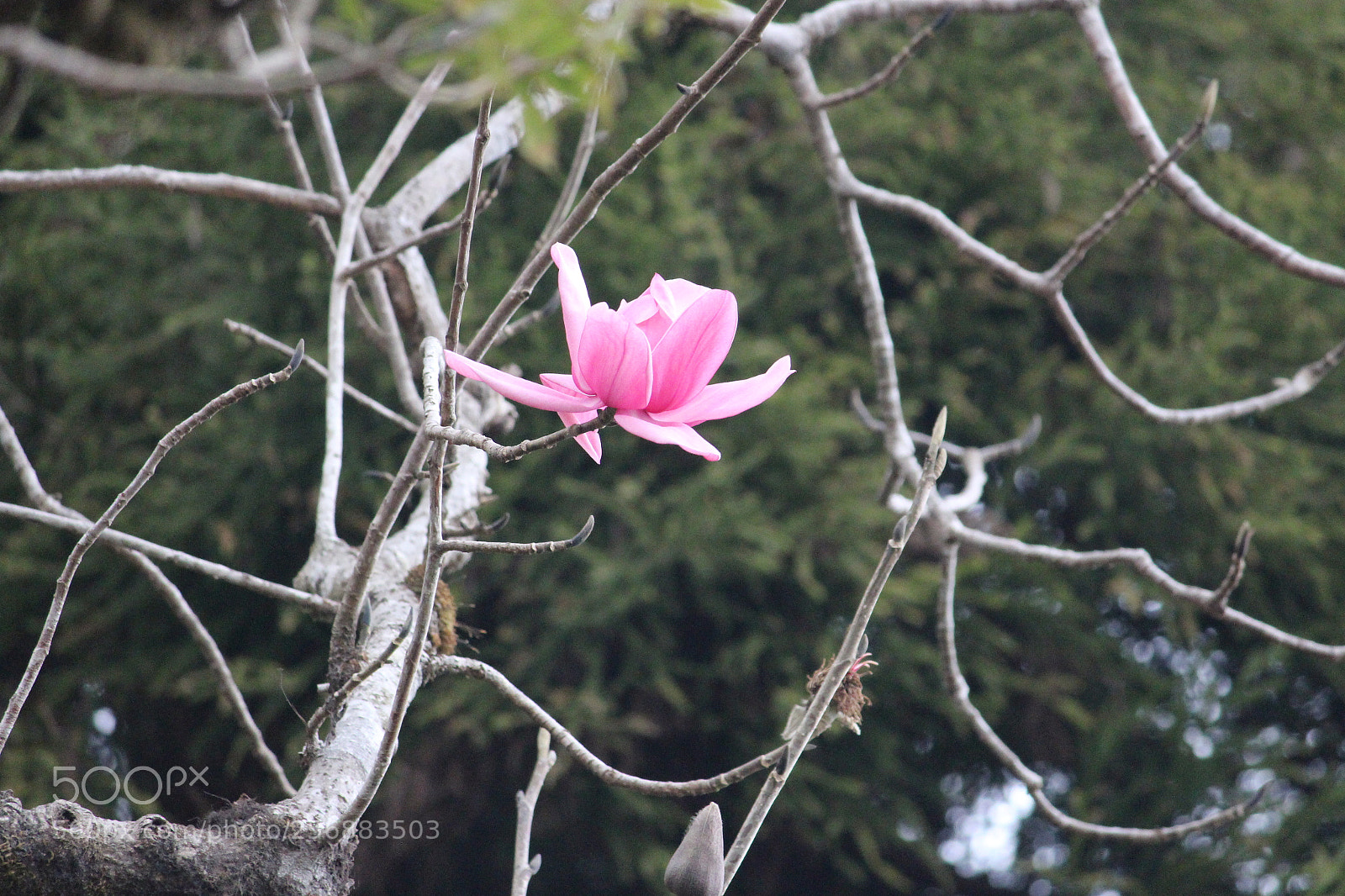 Canon EF-S 55-250mm F4-5.6 IS II sample photo. Img photography