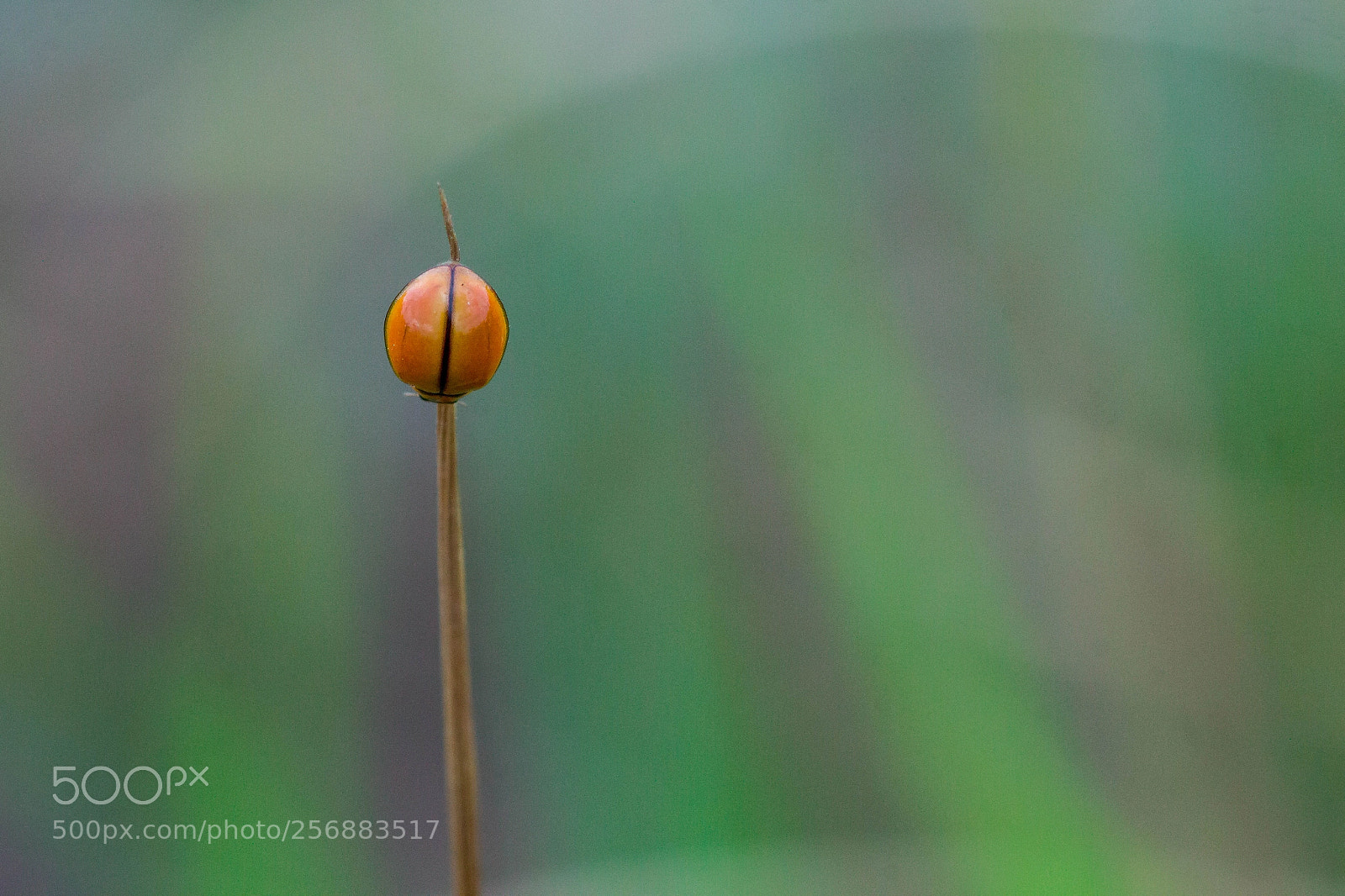 Canon EOS 60D sample photo. Buggy08: the ladybug photography