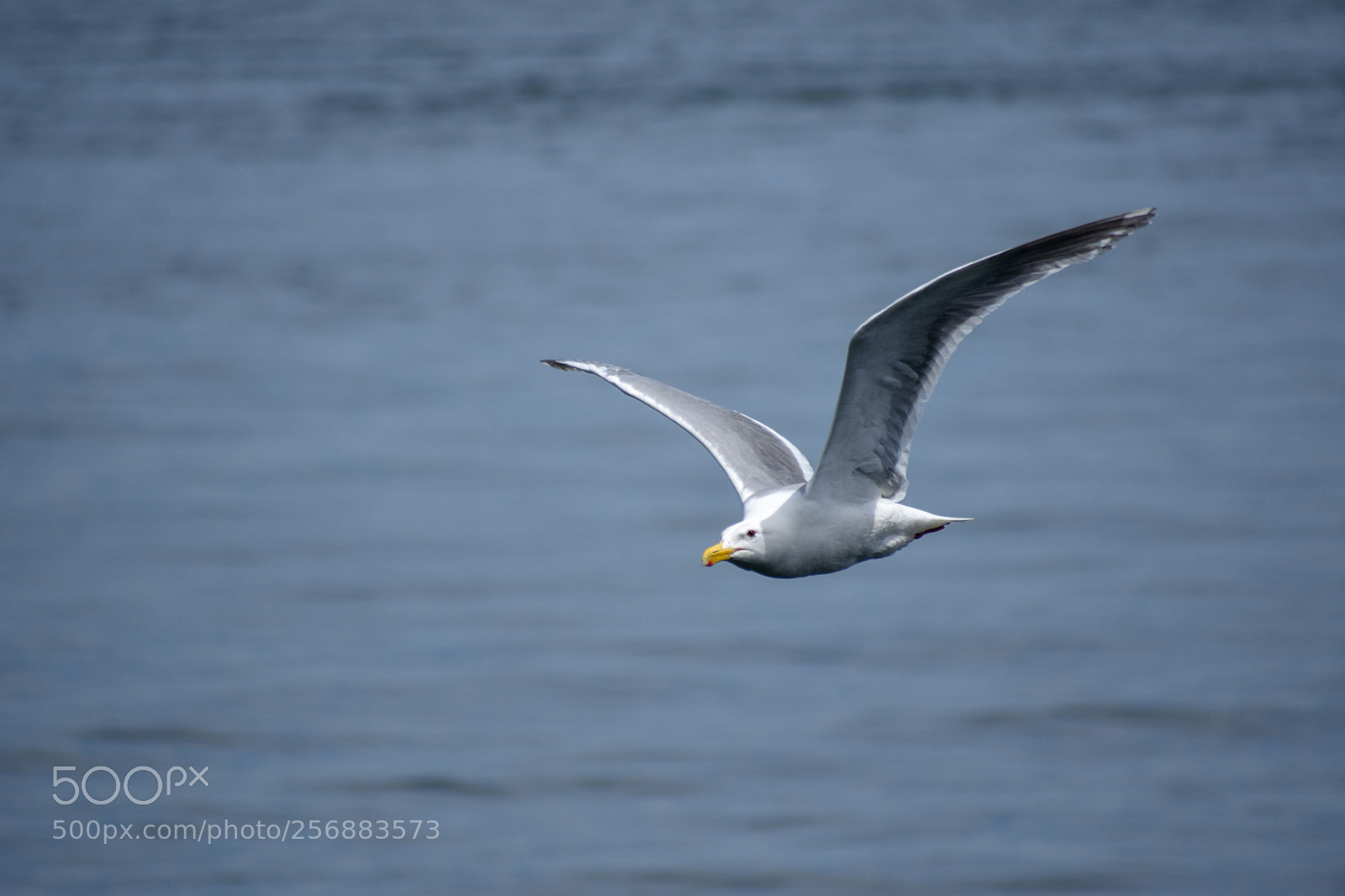 Nikon D3400 sample photo. Point defiance photography